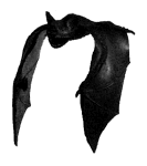bat277.jpg (52830 bytes)